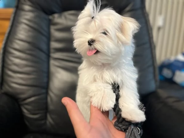 cuccioli maltesi carinissimi | Foto 3