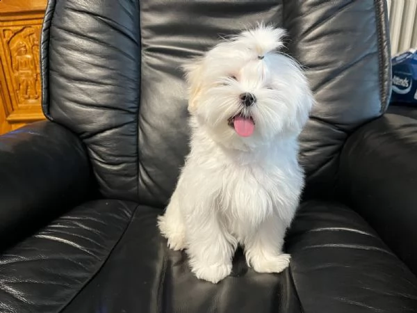 cuccioli maltesi carinissimi | Foto 2