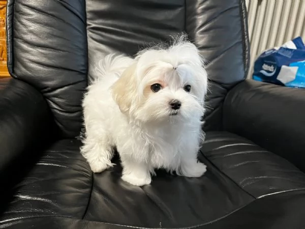 cuccioli maltesi carinissimi | Foto 1