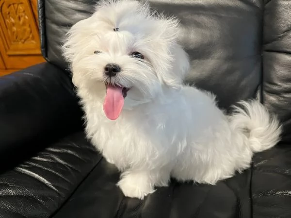 cuccioli maltesi carinissimi | Foto 0