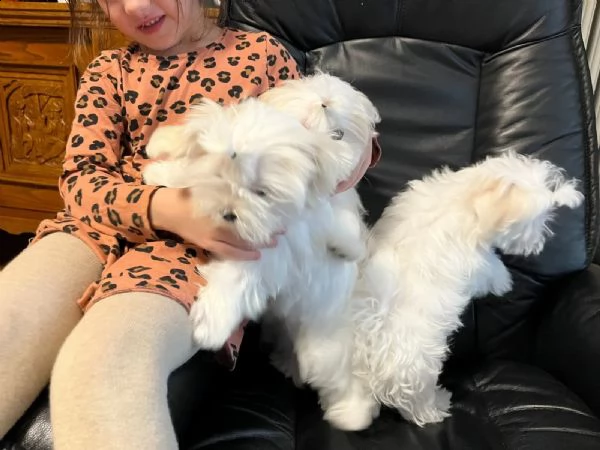 cuccioli maltesi carinissimi