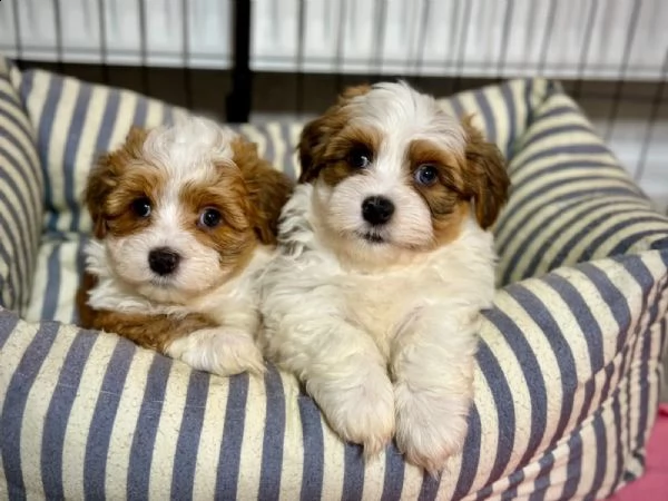 cuccioli di havanese disponibili | Foto 2