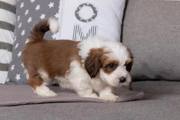 cuccioli di havanese disponibili | Foto 1