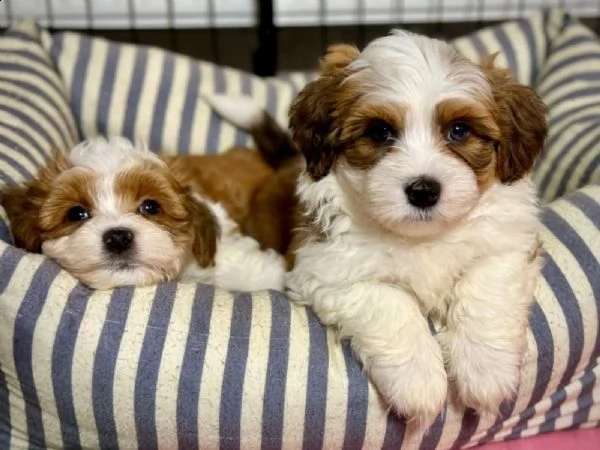 cuccioli di havanese disponibili | Foto 0