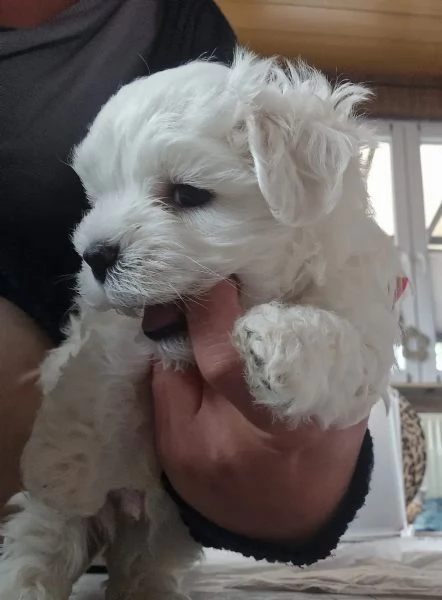 Piccolo cucciolo maltese di razza pura | Foto 4