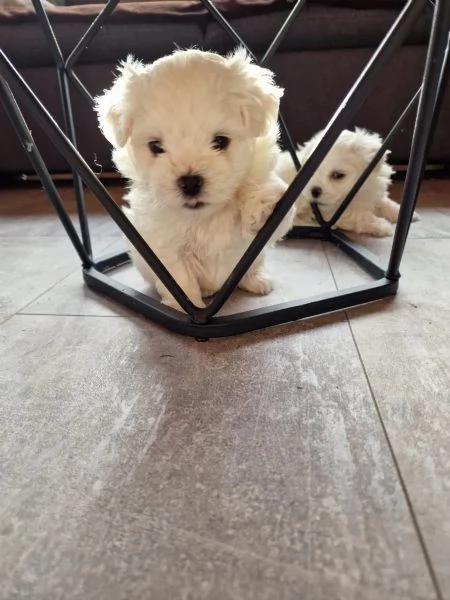 Piccolo cucciolo maltese di razza pura | Foto 3