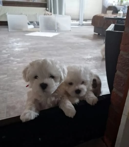 Piccolo cucciolo maltese di razza pura | Foto 1