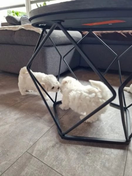 Cuccioli maltesi con pedigree | Foto 2
