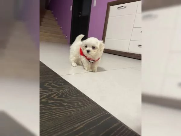 Cuccioli maltesi con pedigree | Foto 1