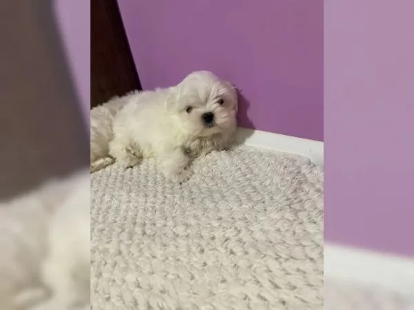 Cuccioli maltesi con pedigree | Foto 0