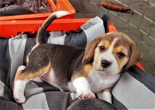 cuccioli di BEAGLE con PEDIGREE e TEST GENETICI | Foto 1