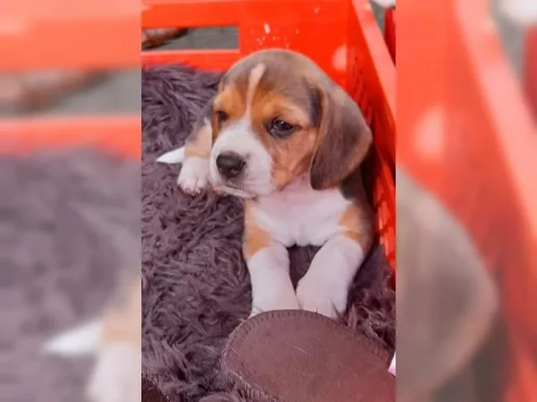 Disponibile cucciola di Beagle sia maschio e femmina | Foto 2