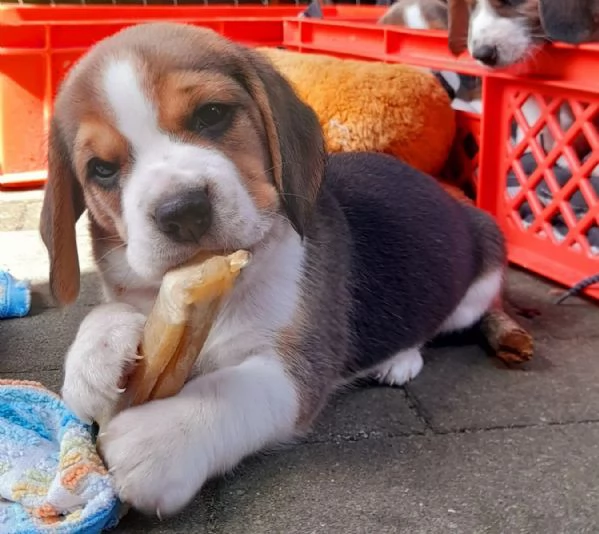 Disponibile cucciola di Beagle sia maschio e femmina | Foto 0