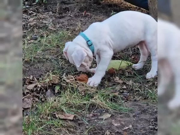 Bellissimi 5 cuccioli di dogo argentino Consegna | Foto 2