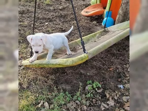 Bellissimi 5 cuccioli di dogo argentino Consegna