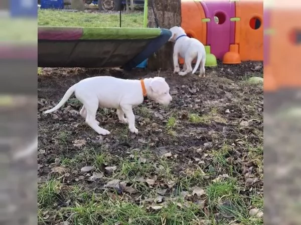Bellissimi 5 cuccioli di dogo argentino Consegna | Foto 1