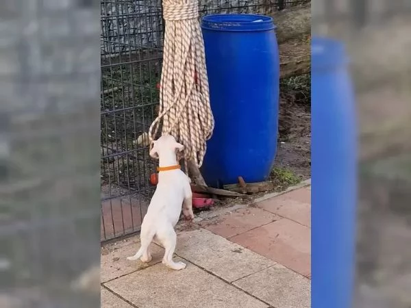 Bellissimi 5 cuccioli di dogo argentino Consegna | Foto 0