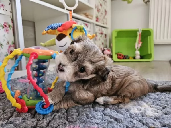 Cuccioli di Havanese | Foto 2