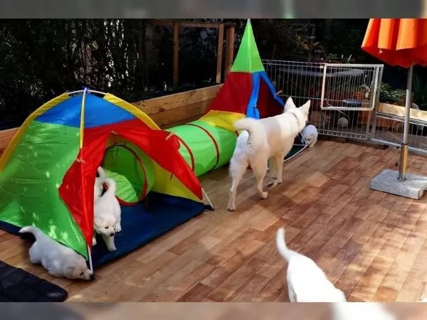 BELLISSIMI CUCCIOLI DI PASTORE SVIZZERO D'ALTA GENEALOGIA