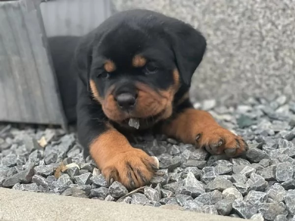 Cuccioli di Rottweiler | Foto 1