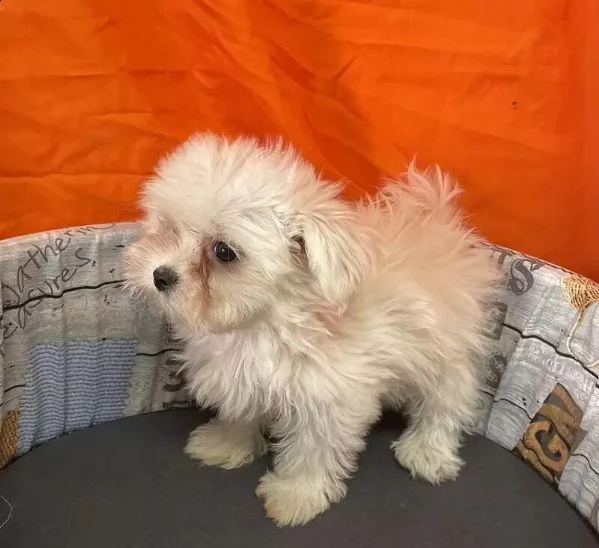 regalo cuccioli maltesi whatsapp (0039 353 317 4023) | Foto 2