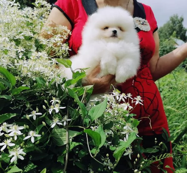 cuccioli di pomerania nani | Foto 0