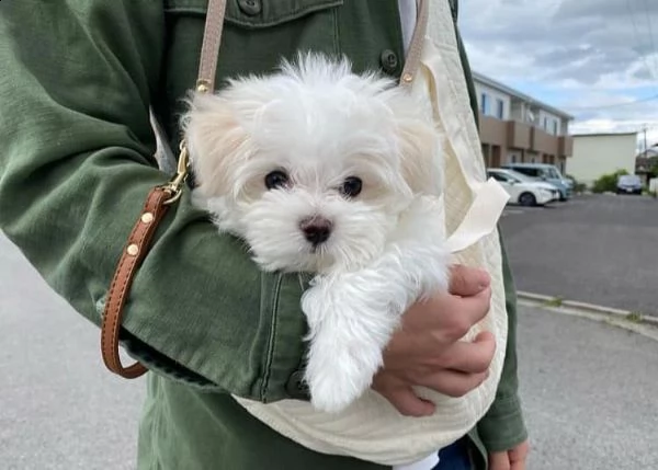 cuccioli maltesi dolci e giocherelloni in adozione, maschi e femmine ##### adorabili cuccioli maltes | Foto 0