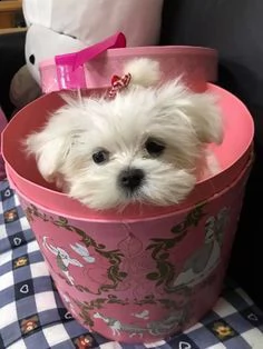 fantastico italiano maltese disponibile per l'adozione un maschio e una femmina ora abbiamo registra | Foto 0
