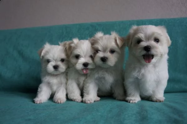 bellissimi cuccioli di maltese akc teacup disponibili regalo di famiglia per te abbiamo tre bellissi | Foto 0