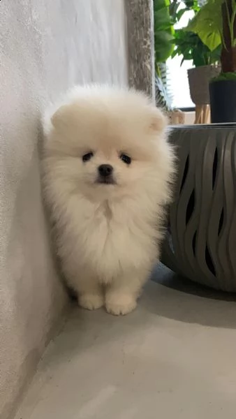 disponibili cuccioli di puro spitz pomerania