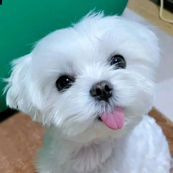 maltese bianco puro pronto per la nuova casa abbiamo due cani (un maschio e una femmina) bellissimi 