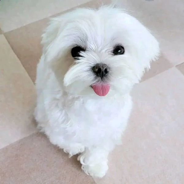 cuccioli maltesi testa a mela da reinserire maschi e femmine questi cuccioli maltesi dalla testa di 