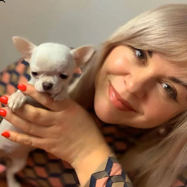 cuccioli di chihuahua carini e giocherelloni disposti a venire a casa tua cuccioli di chihuahua cari | Foto 0