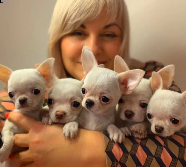 cuccioli di chihuahua carini e giocherelloni disposti a venire a casa tua cuccioli di chihuahua cari