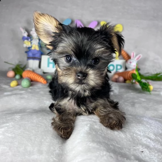 regarlo yorkshire cuccioli bellissima cucciolata cerca nuova famiglia, 4 maschi e 3 femmina, 60 gg, 