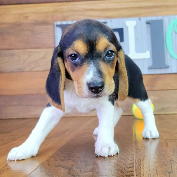 regalo beagle cuccioli bellissima cucciolata cerca nuova famiglia, 4 maschi e 3 femmina, 60 gg, tutt
