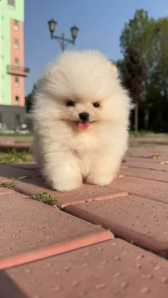 cuccioli di pomerania