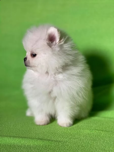 cuccioli di pomerania toy | Foto 0