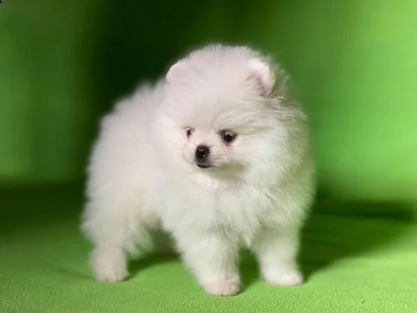 cuccioli di pomerania toy