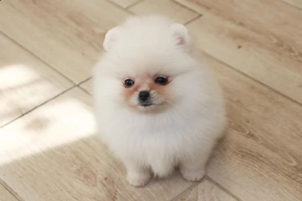 dolci cuccioli di spitz pomerania disponibili
