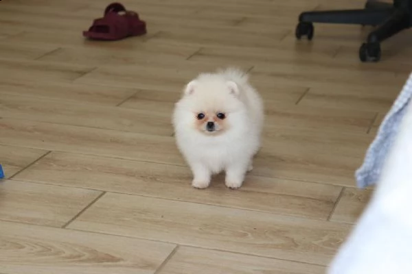 cuccioli di pomerania bianchi  | Foto 0