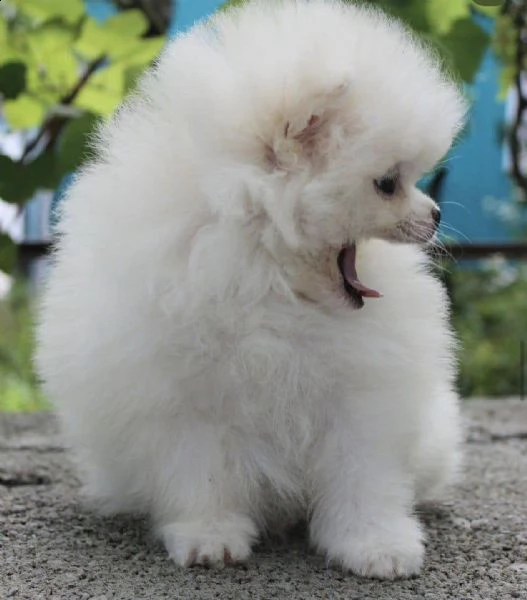 cuccioli di pomerania per l'adozione!! | Foto 0