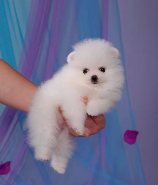 cuccioli spitz pomerania da genitori toy!! | Foto 0