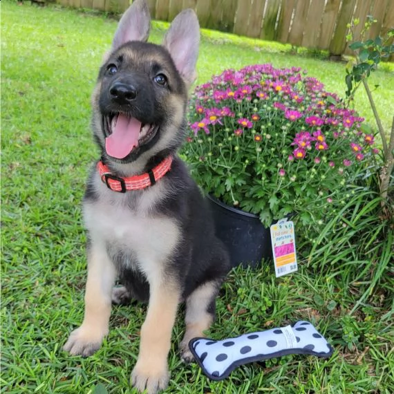  pastore tedesco cuccioli per l'adozione bellissima cucciolata cerca nuova famiglia, 4 maschi e 3 fe