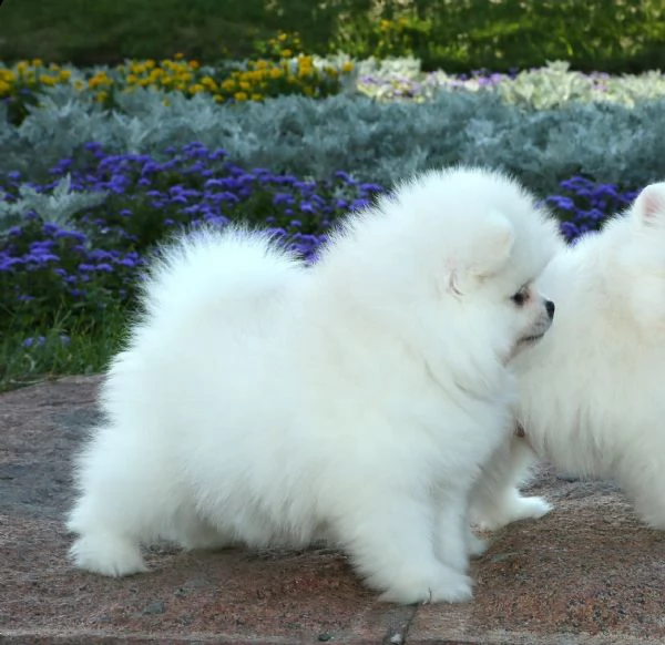 cuccioli pomerania bianchi 