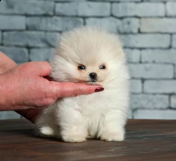 disponibili cuccioli di puro spitz pomerania