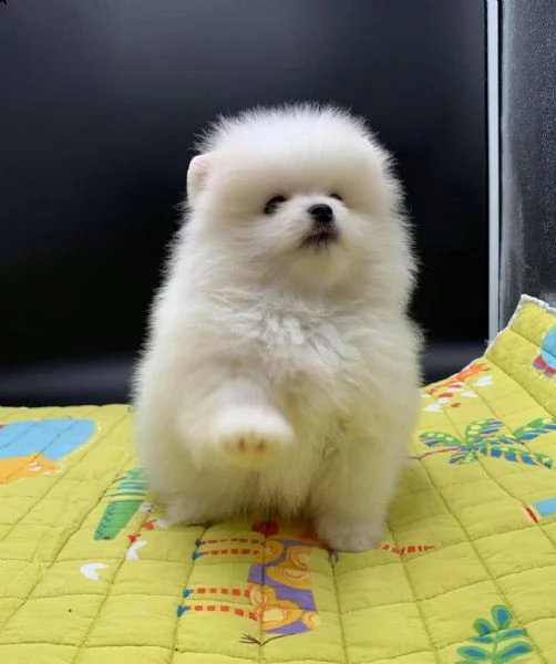 cuccioli di pomerania toy!!