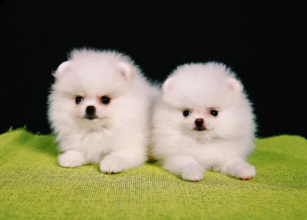 cuccioli di spitz pomerania mini toy!!