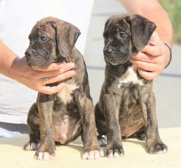 cane corso cuccioli in vendita | Foto 6