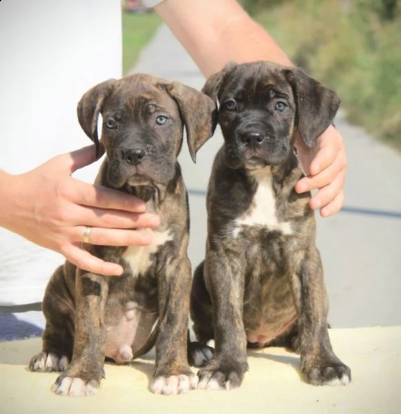 cane corso cuccioli in vendita | Foto 5